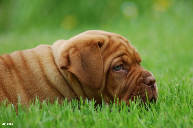 Pup in gras16.jpg